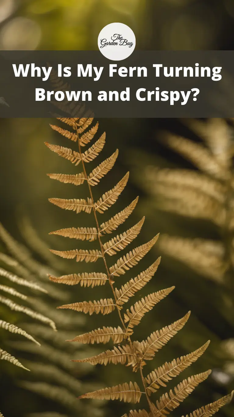 Why Is My Fern Turning Brown and Crispy?
