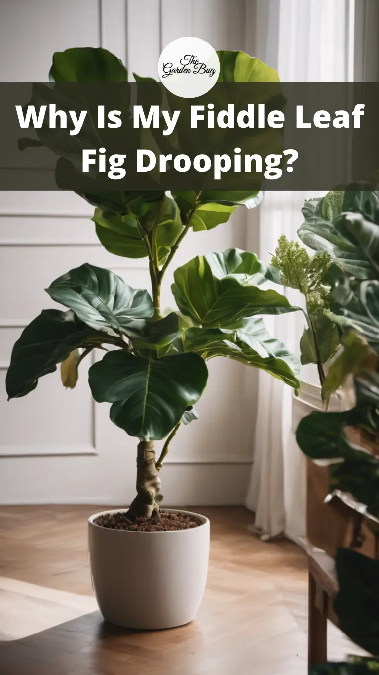 Why Is My Fiddle Leaf Fig Drooping?