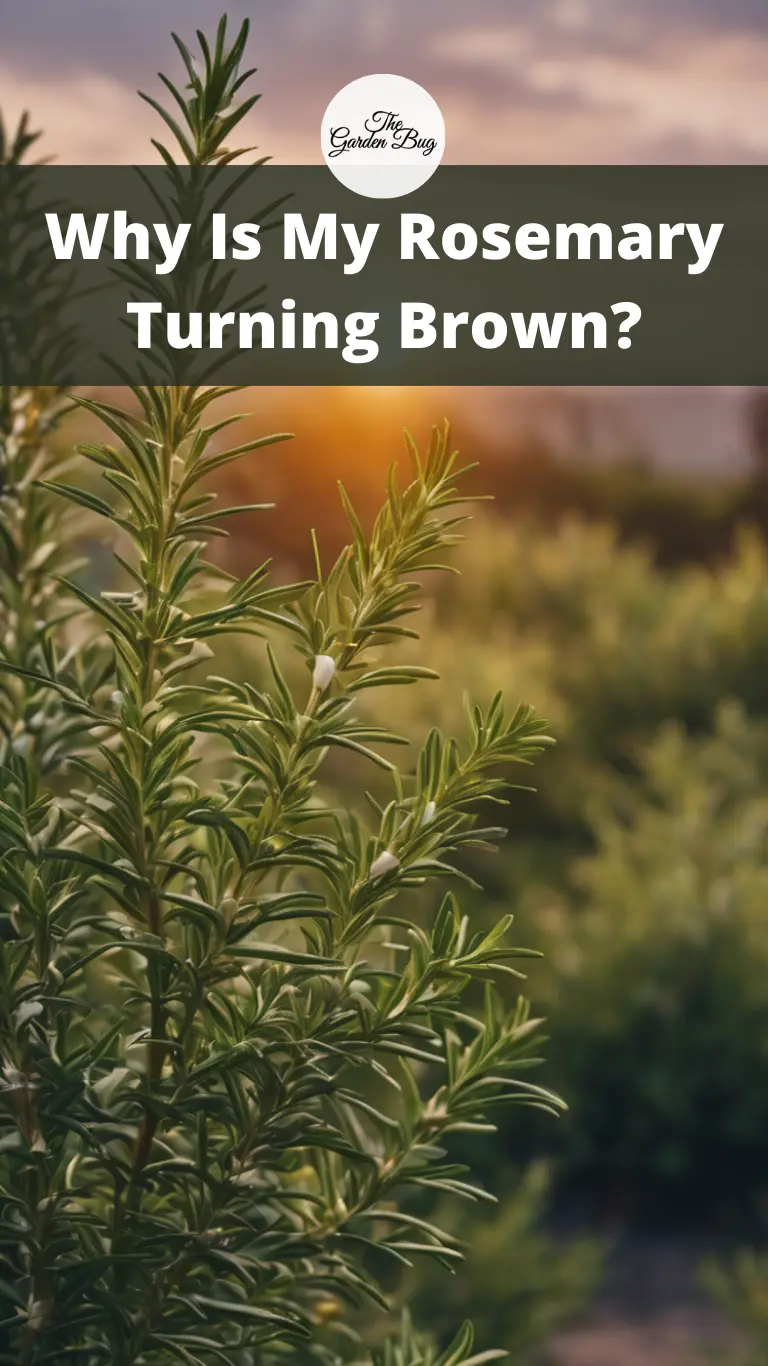 Why Is My Rosemary Turning Brown?