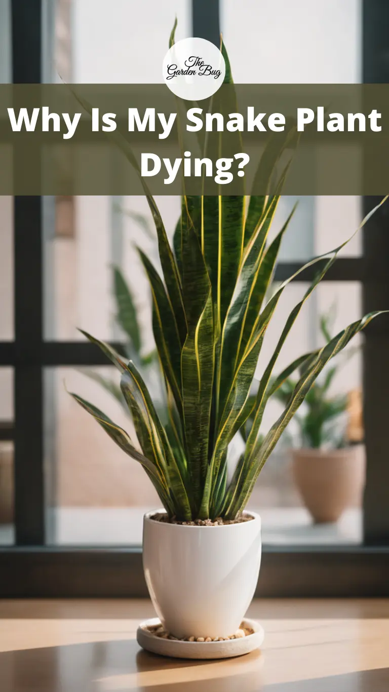 Why Is My Snake Plant Dying?
