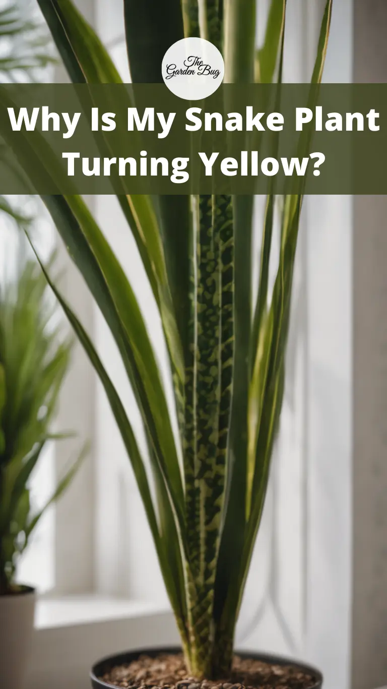 Why Is My Snake Plant Turning Yellow?