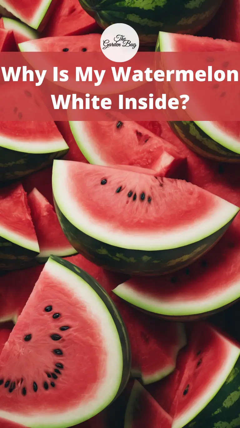 Why Is My Watermelon White Inside?