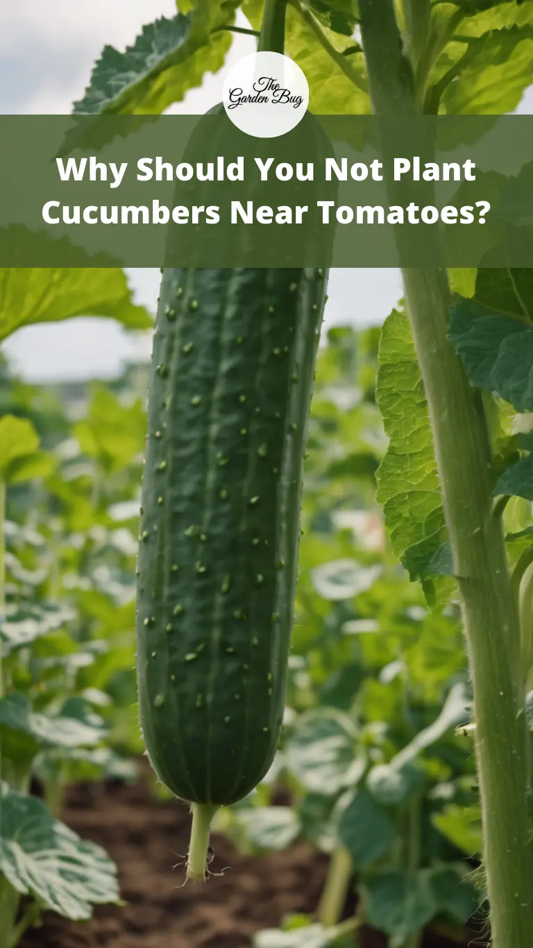Why Should You Not Plant Cucumbers Near Tomatoes?