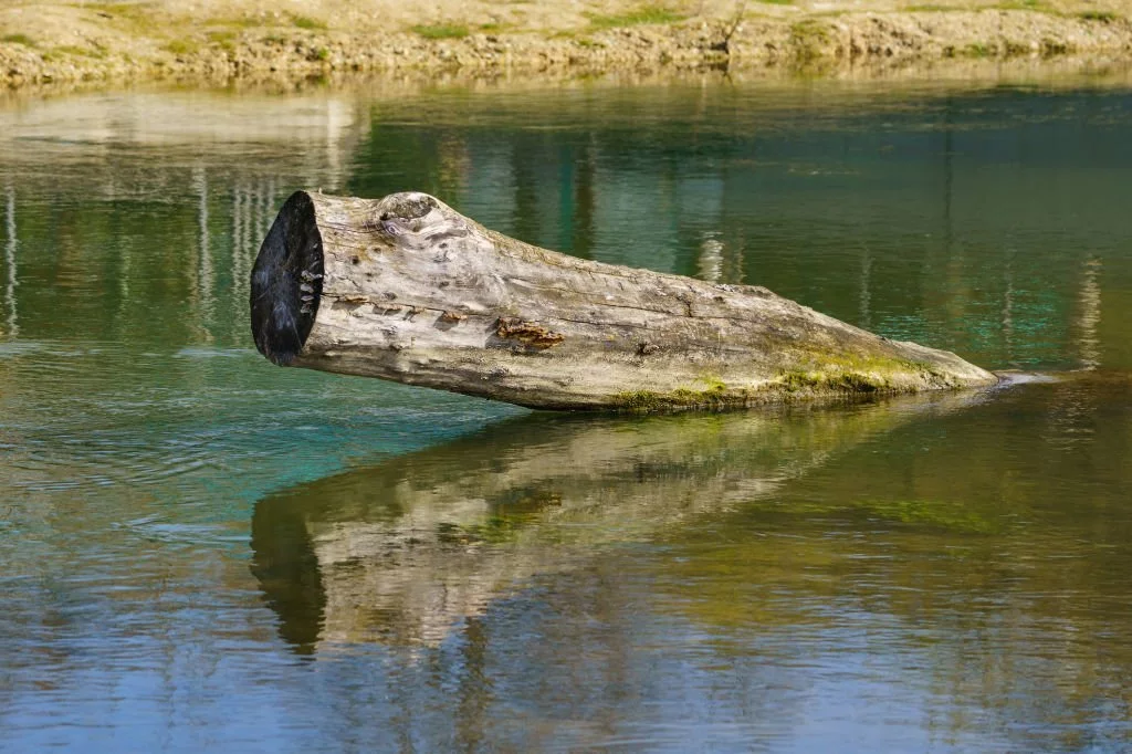 What Is a Deadhead in Water? - Flower Garden Pictures