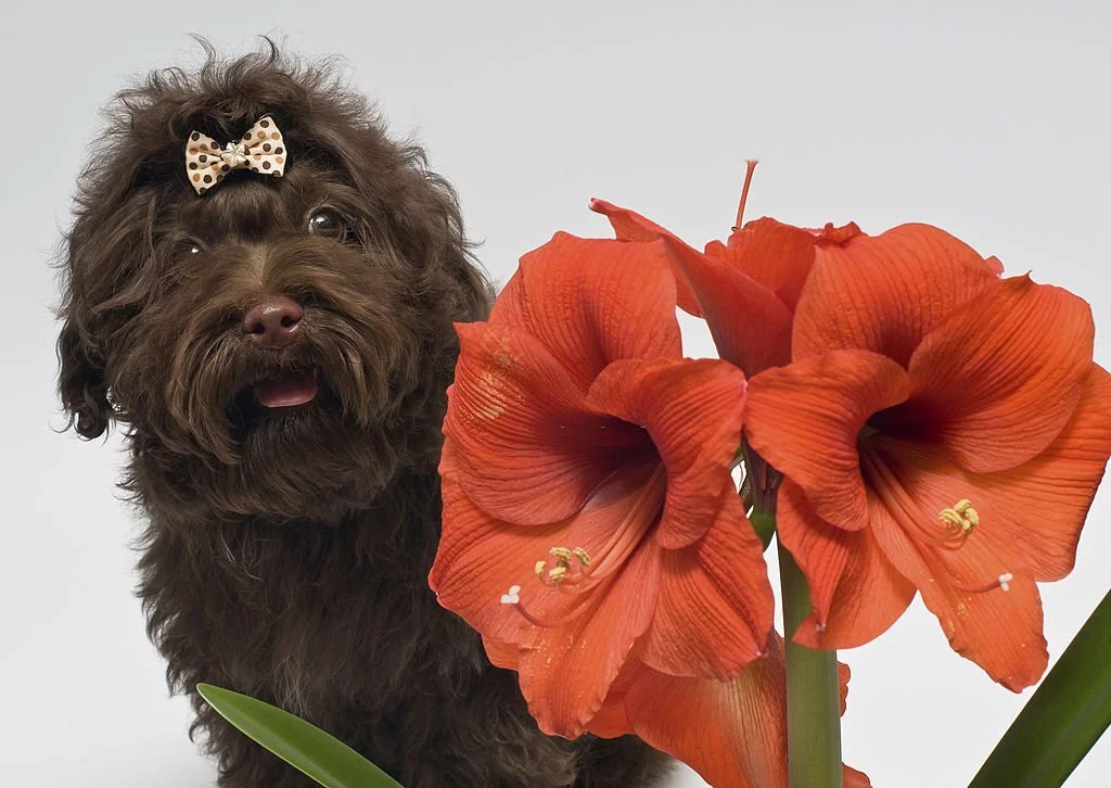 Are Amaryllis Poisonous to Dogs? - Flower Garden Pictures