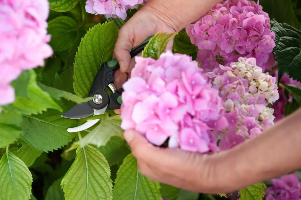 Can You Split Hydrangeas? - Flower Garden Pictures