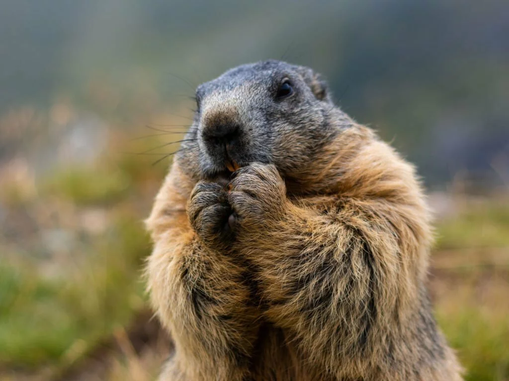 Do Groundhogs Eat Tomatoes? - Flower Garden Pictures