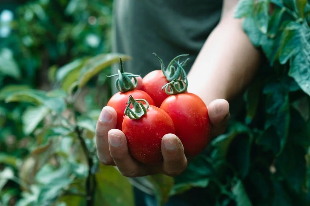 do-tomatoes-cause-gas-flower-garden-pictures