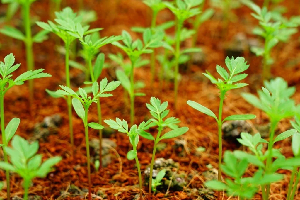 how-long-for-marigold-seeds-to-germinate-flower-garden-pictures