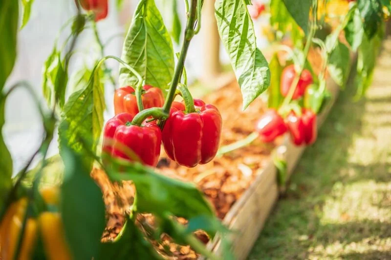 How Many Bell Peppers Per Plant? - Flower Garden Pictures