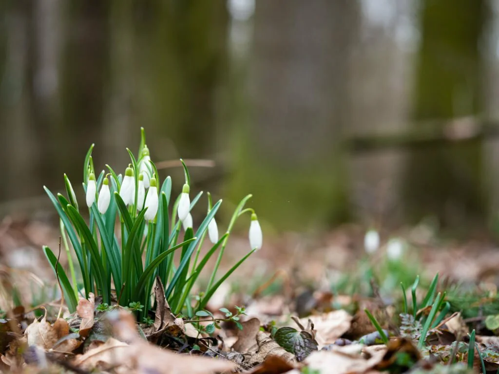 What Is Late Spring? Flower Garden Pictures