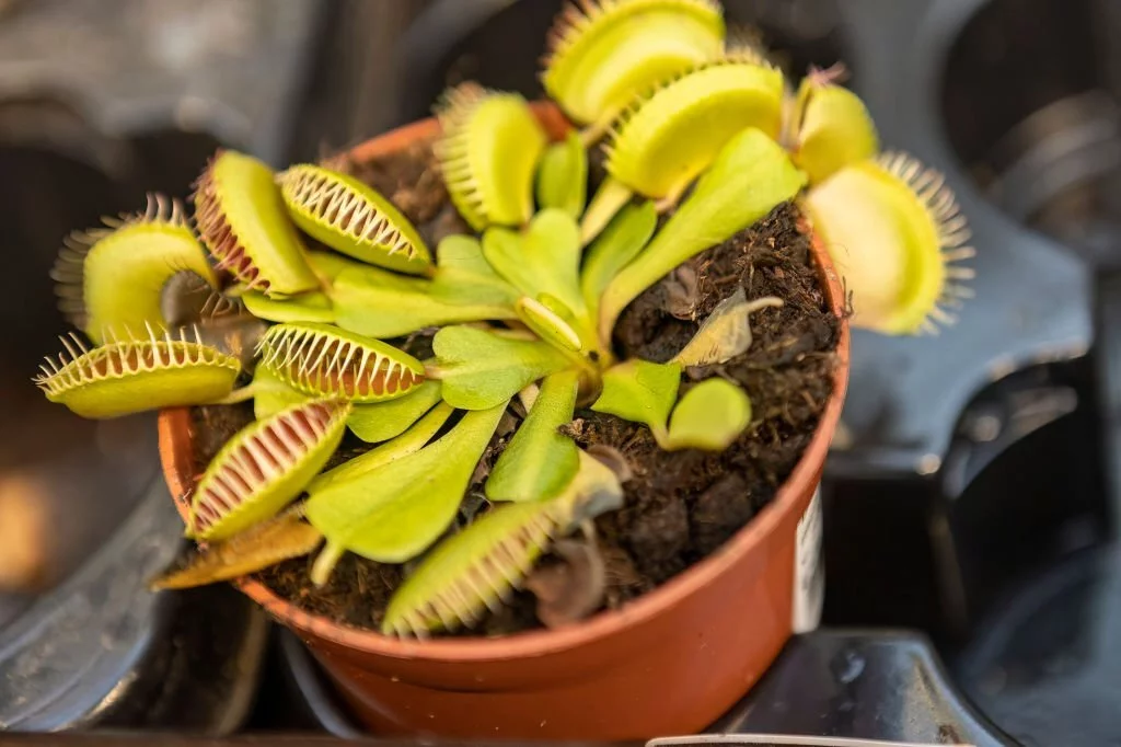 Why Is My Venus Fly Trap Turning Black? - Flower Garden Pictures